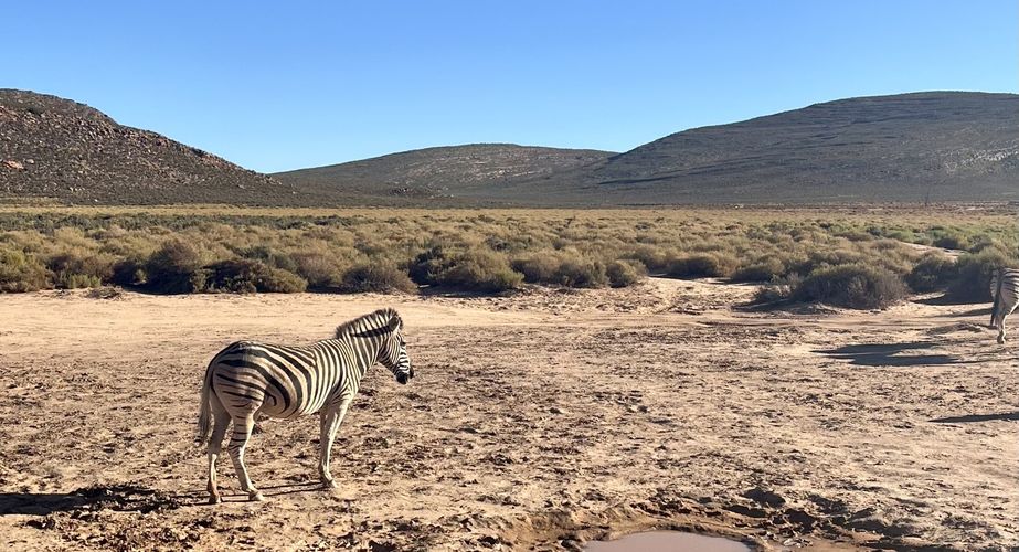 Kruger NP zebra's Zuid Afrika groepsrondreis 4